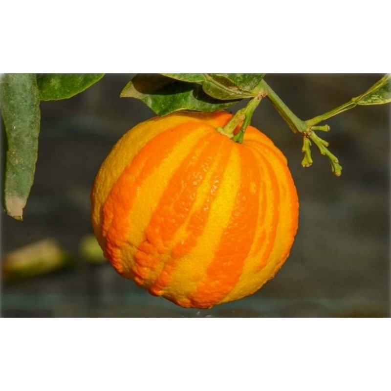 Deutsche Landsknechtshose - Pomeranze Samen (Citrus aurantium 'Fasciata')