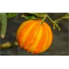 Deutsche Landsknechtshose - Pomeranze Samen (Citrus aurantium 'Fasciata')
