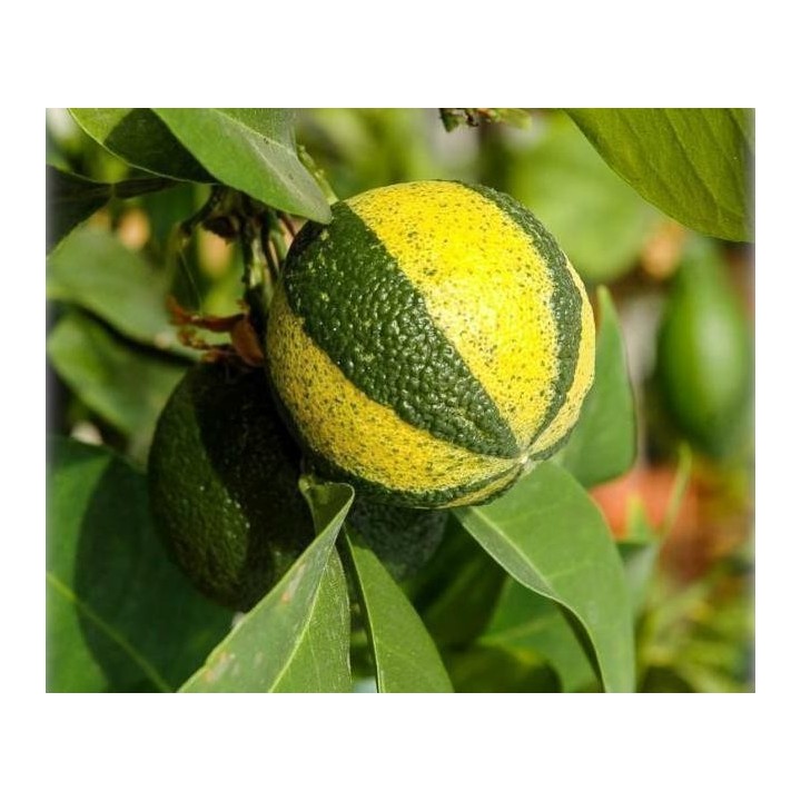 Striped Orange, Seville-Orange Seeds (Citrus aurantium fasciata) - 3.33