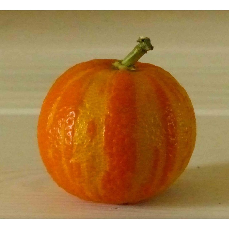 Deutsche Landsknechtshose - Pomeranze Samen (Citrus aurantium 'Fasciata')