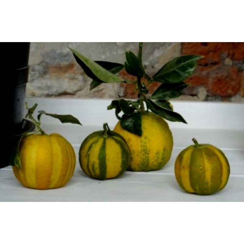 Deutsche Landsknechtshose - Pomeranze Samen (Citrus aurantium 'Fasciata')