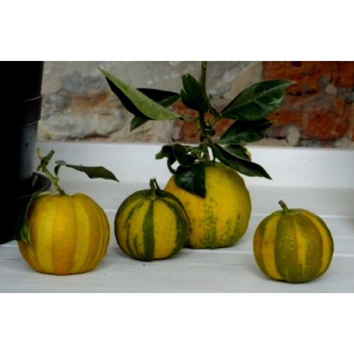 Striped Orange, Seville-Orange Seeds (Citrus aurantium fasciata) - 3.33