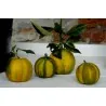 Deutsche Landsknechtshose - Pomeranze Samen (Citrus aurantium 'Fasciata')