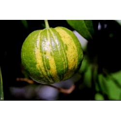 Deutsche Landsknechtshose - Pomeranze Samen (Citrus aurantium 'Fasciata')