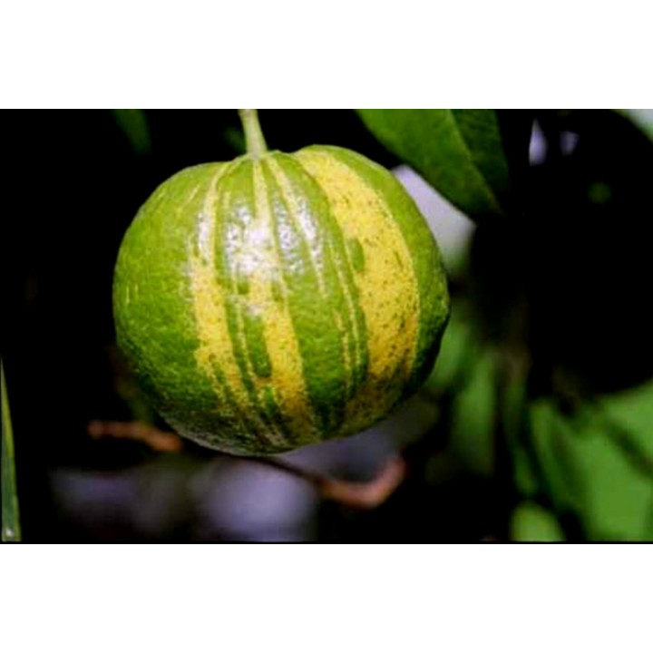 Striped Orange, Seville-Orange Seeds (Citrus aurantium fasciata) - 3.33