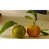 Deutsche Landsknechtshose - Pomeranze Samen (Citrus aurantium 'Fasciata')