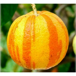 Sementes Laranja listrada, Sevilla  Laranja (Citrus aurantium fasciata)
