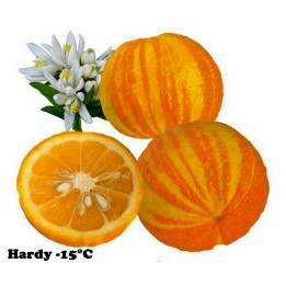 Striped Orange, Seville-Orange Seeds (Citrus aurantium fasciata) - 3.33