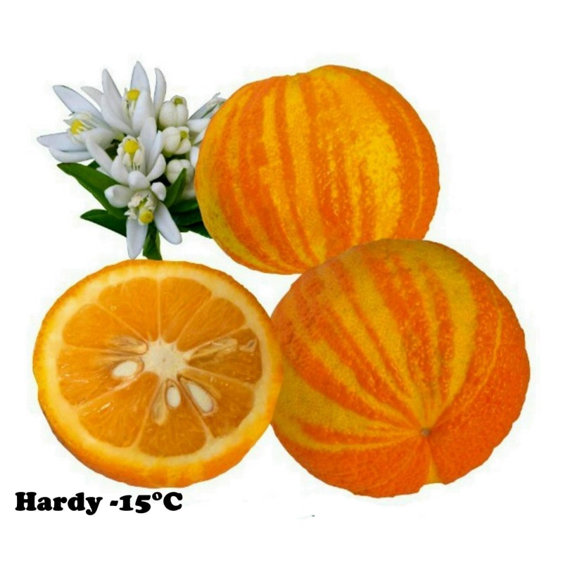 Deutsche Landsknechtshose - Pomeranze Samen (Citrus aurantium 'Fasciata')