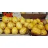 Sun Jewel , Chamoe, Korea Melone Samen