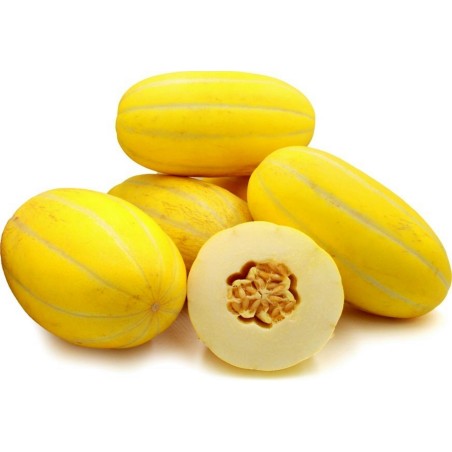 Semillas De Melón Coreano, Sun Jewel, Chamoe
