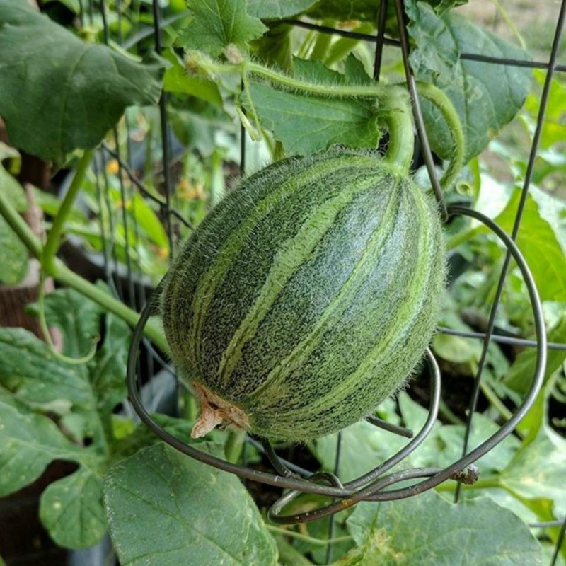 Semillas de melón Ha'Ogen, Ogen