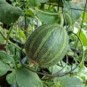 Semillas de melón Ha'Ogen, Ogen