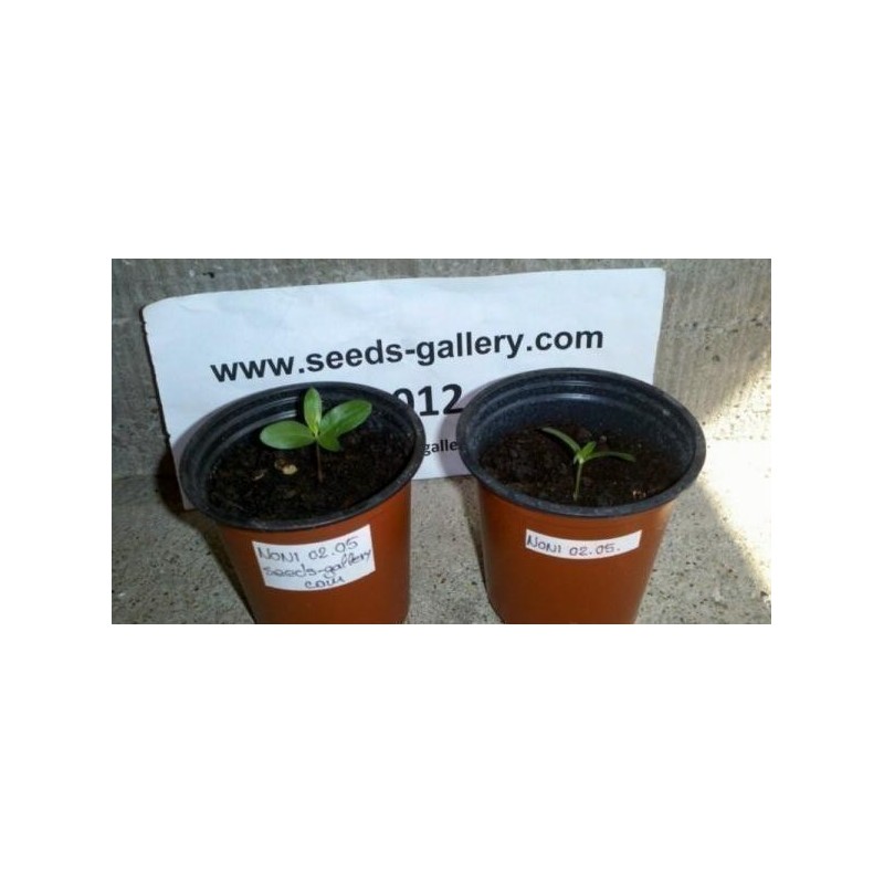 Price: €2.2 - Semi di Noni (Morinda citrifolia) - 