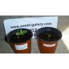 Price: €2.2 - Semi di Noni (Morinda citrifolia) - 