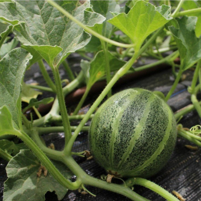 Price: €1.85 - Ogen, Ha'Ogen melonfrön - Seeds Gallery