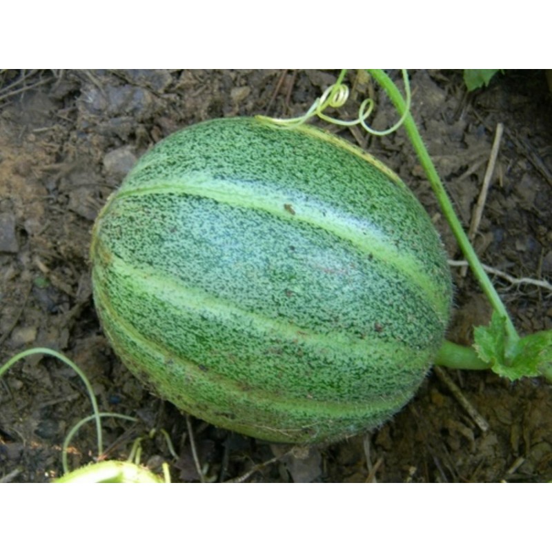 Price: €1.85 - Ogen, Ha'Ogen melonfrön - Seeds Gallery