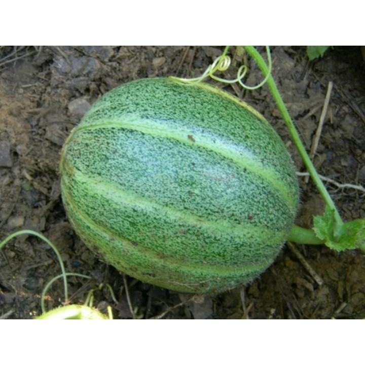 Ogen, Ha'Ogen, Desert melon Seeds (Cucumis melo reticulatus) - 1.665