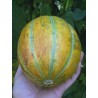 Semillas de melón Ha'Ogen, Ogen