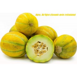 Price: €1.85 - Σπόρους πεπονιού Ha'Ogen, Ogen - Seeds Gallery