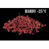Price: €2.75 - Semillas de Pimentero japonés, Sansho (Zanthoxylum piperitum) - 