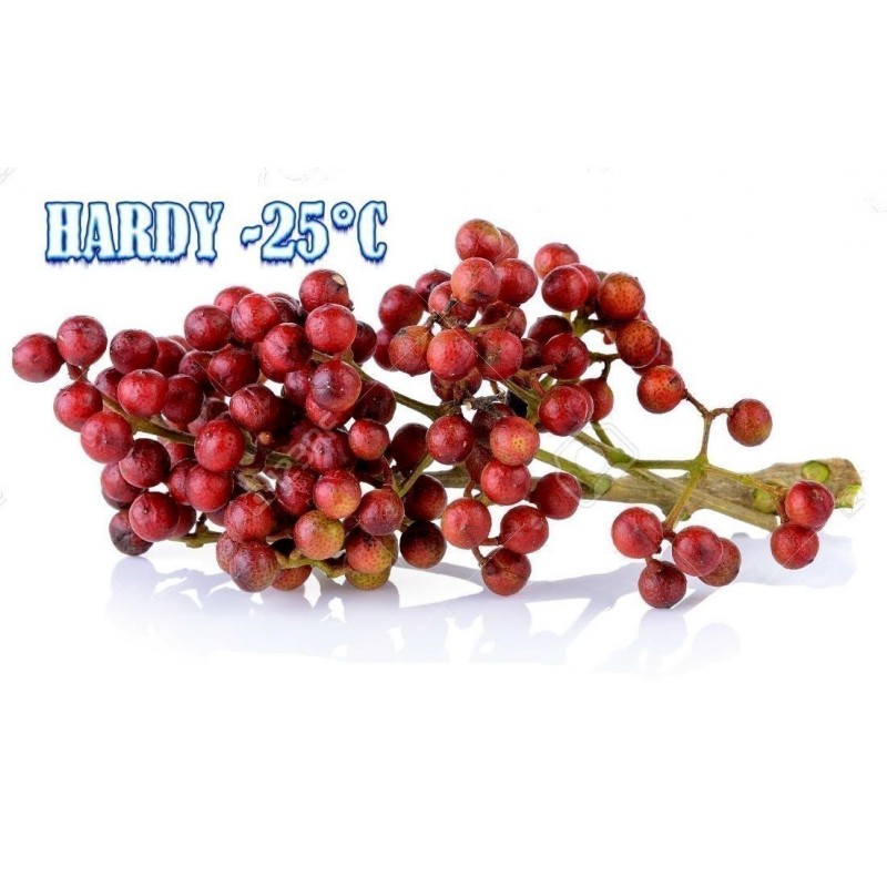 Price: €2.75 - Σπόροι πιπέρι Σάνσο, το ιαπωνικό - Sanshō (Zanthoxylum piperitum) - 