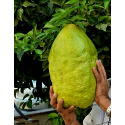 Sementes de Limão Gigante - 4 kg de fruta (Citrus Medica Cedrat)