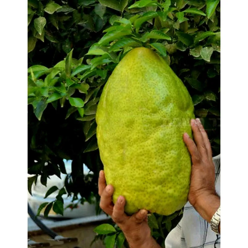 Jätte korsikanska citron frön - 4 kg frukt