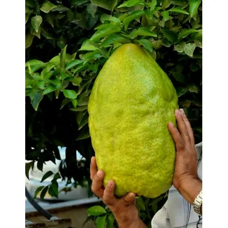 Jätte korsikanska citron frön - 4 kg frukt