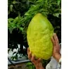 Jätte korsikanska citron frön - 4 kg frukt