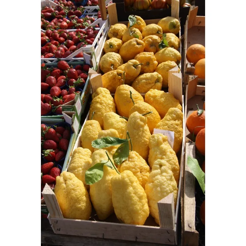 Jätte korsikanska citron frön - 4 kg frukt