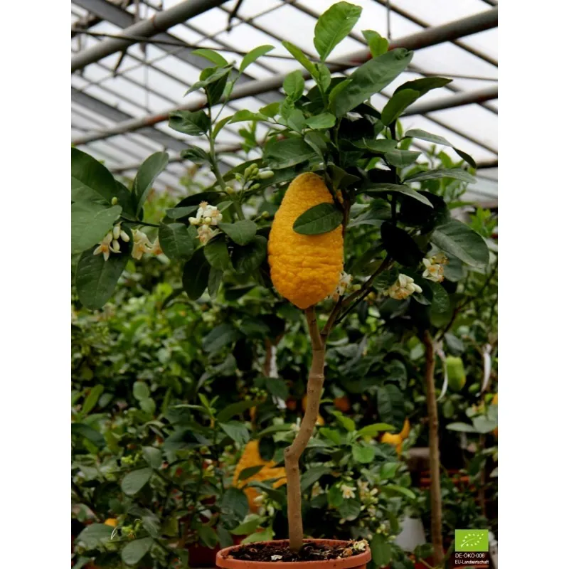 Jätte korsikanska citron frön - 4 kg frukt