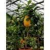 Jätte korsikanska citron frön - 4 kg frukt