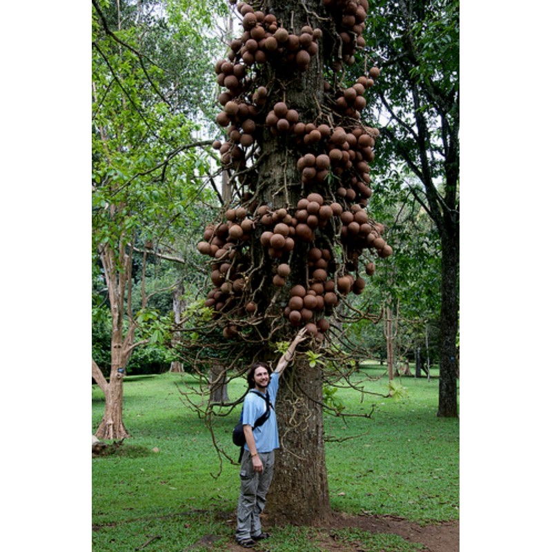 Sementes de Abricó-De-Macaco (Couroupita guianensis) | 4,95 €