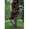 Sementes de Abricó-De-Macaco (Couroupita guianensis) | 4,95 €