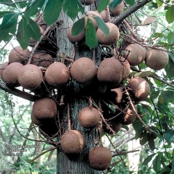 Sementes de Abricó-De-Macaco (Couroupita guianensis)