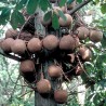 Sementes de Abricó-De-Macaco (Couroupita guianensis) | 4,95 €