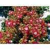Sementes de Abricó-De-Macaco (Couroupita guianensis) | 4,95 €