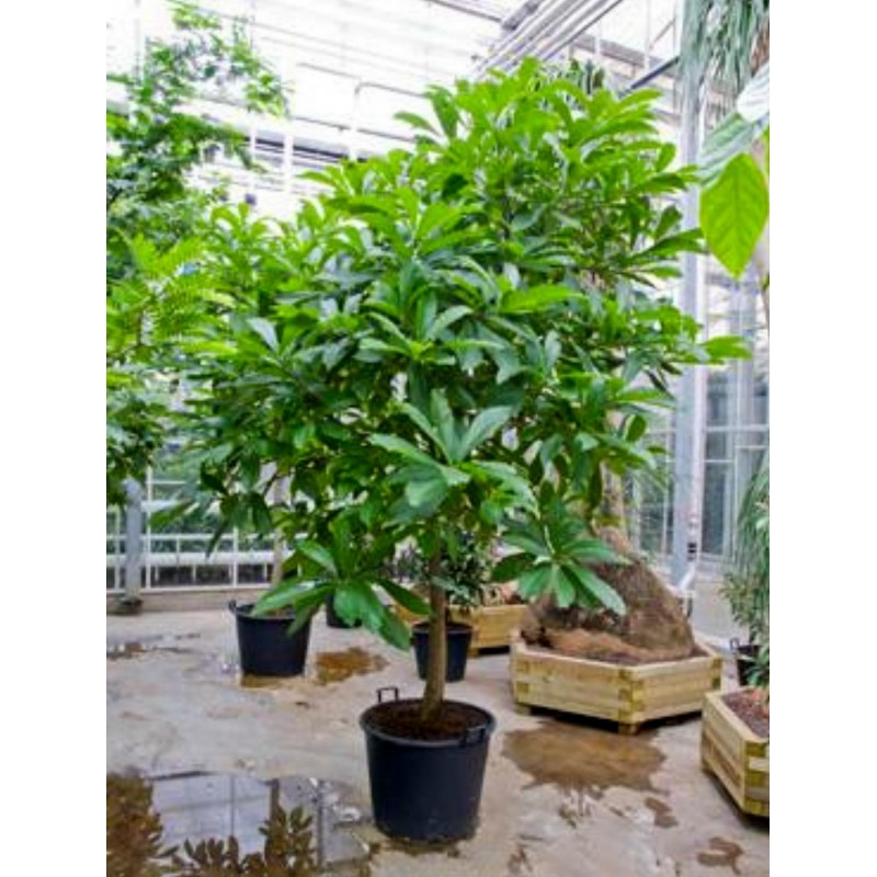 Sementes de Abricó-De-Macaco (Couroupita guianensis) | 4,95 €