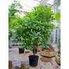 Sementes de Abricó-De-Macaco (Couroupita guianensis) | 4,95 €
