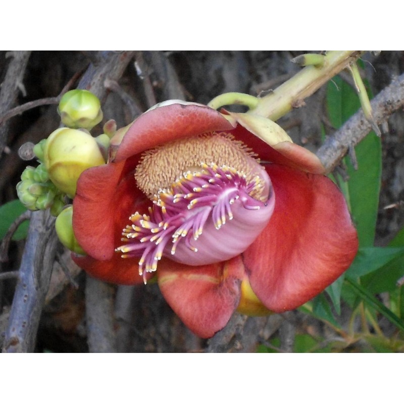 Sementes de Abricó-De-Macaco (Couroupita guianensis) | 4,95 €