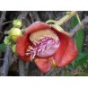 Sementes de Abricó-De-Macaco (Couroupita guianensis) | 4,95 €