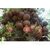 Sementes de Abricó-De-Macaco (Couroupita guianensis) | 4,95 €