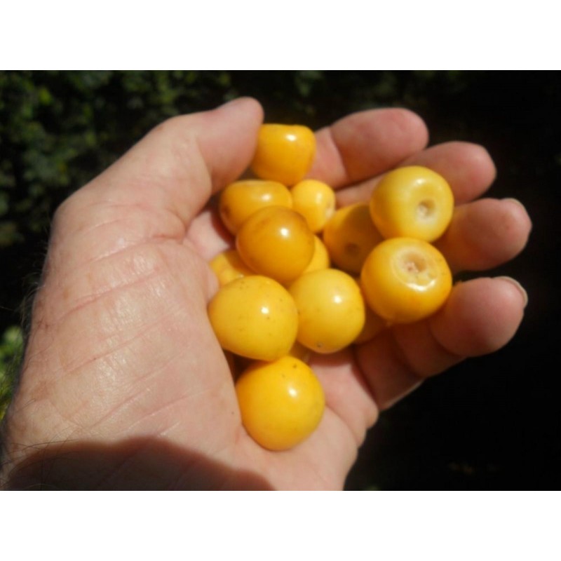 Semi di Frutta esotica Muruçi, Nanche, Nance (Byrsonima crassifolia) | 7,75 €