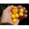 Εξωτικά φρούτα Σπόροι Muruçi, Nanche, Nance (Byrsonima crassifolia) | 7,75 €