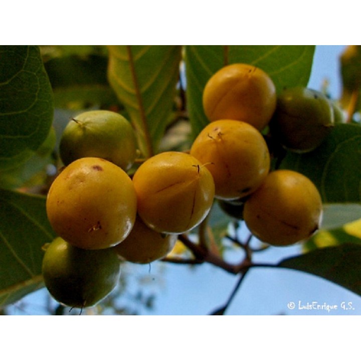 Nasiona Changunga Muruçi Nanche Nance (Byrsonima crassifolia) - 6.975