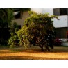 Semillas de Nanche, Nance o Changunga (Byrsonima crassifolia) | 7,75 €