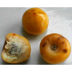Semi di Frutta esotica Muruçi, Nanche, Nance (Byrsonima crassifolia)