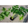 Price: €3.95 - Graines de Ashitaba (Angelica keiskei) - 