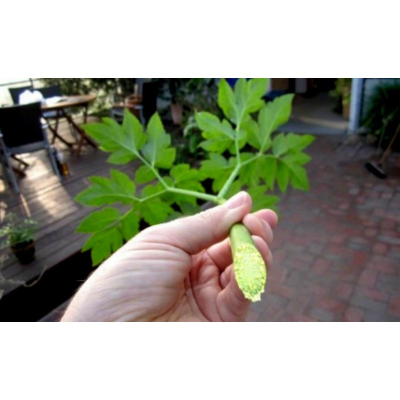 Price: €3.95 - Graines de Ashitaba (Angelica keiskei) - 